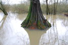 vignette Taxodium distichum (Loire-Atlantique)