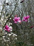 vignette Magnolia magnifique