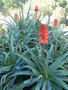 vignette Aloe arborescens