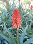 vignette Aloe arborescens