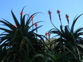 vignette Aloe arborescens