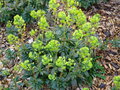 vignette Euphorbia amygdaloides var. robbiae