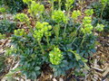 vignette Euphorbia amygdaloides var. robbiae