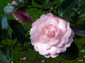 vignette Camellia japonica ' Usu-otome'