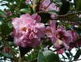 vignette Camellia reticulata 'Dbut'