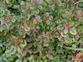 vignette Rhododendron xxx  pousses roses (Tawan)
