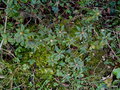 vignette Ledum groenlandicum compactum , th du Labrador