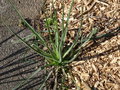 vignette Tragopogon porrifolius - Salsifis cultiv