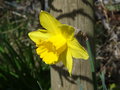vignette Narcissus cv