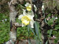vignette Narcissus 'Finland' - Jonquille