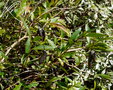 vignette Sollya heterophylla et Pieris japonica variegata ....