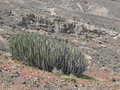 vignette Euphorbia canariensis, Fuerteventura