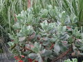 vignette Crassula arborescens ssp. undulatifolia