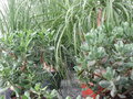 vignette Crassula ovata et Crassula arborescens ssp. undulatifolia