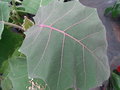 vignette Solanum quitoense