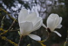vignette Magnolia denudata 'Gere'