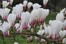 vignette Magnolia cylindrica cv.