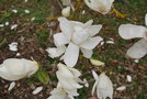vignette Magnolia kobus cv. (ttraplode)
