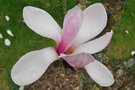 vignette Magnolia campbellii 'Kln'