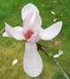 vignette Magnolia campbellii 'Kln'