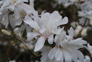 vignette Magnolia kobus var. stellata 'White Waterlily'