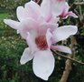 vignette Magnolia cv. (M. x soulangeana 'Amabilis' X M. 'Mark Jury')