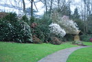 vignette Camellia cv. & Magnolia stellata cv.