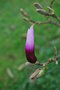 vignette Magnolia lilliflora 'Mini Orchid'