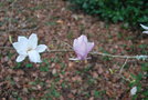 vignette Magnolia 'Emma Cook'   (M. denudata x M. stellata 'Waterlily')