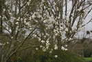 vignette Magnolia x kewensis
