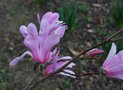 vignette Magnolia kobus var. stellata 'Rosea'