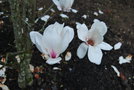 vignette Magnolia x soulangeana 'White Giant'