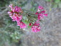 vignette COLLETIA ulicina (in situ)