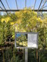 vignette Acacia mearnsii 'Estivalis'