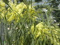 vignette Acacia retinodes