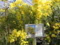 vignette Acacia howittii 'Clair de lune'