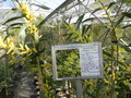 vignette Acacia longifolia (Mimosa chenille )