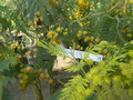 vignette Acacia decurrens 'Latifolius'