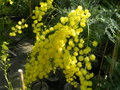 vignette Acacia dealbata 'Le Gaulois'