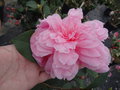 vignette Camellia reticulata 'Simpatica'