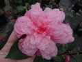 vignette Camellia reticulata 'Simpatica'