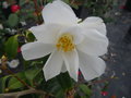 vignette Camellia japonica 'Lily Pons'