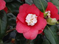 vignette Camellia japonica 'Marshmallow'