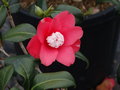 vignette Camellia japonica 'Marshmallow'