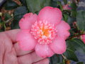 vignette Camellia japonica 'Baby Sis Pink'