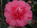 vignette Camellia japonica 'Chandleri Elegans'