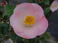 vignette Camellia japonica 'Sunny Side'
