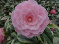 vignette Camellia japonica 'Kerguelen'