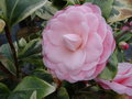 vignette Camellia japonica 'Kerguelen'