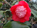 vignette Camellia japonica 'Sundae'
